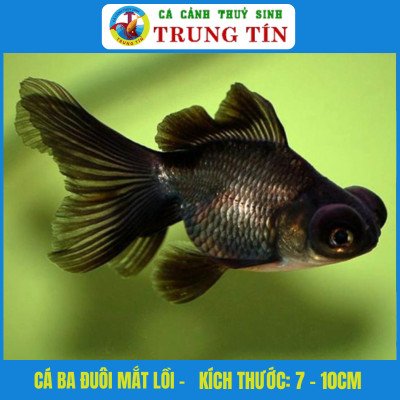 Cá Ba Đuôi Mắt Lồi Đen