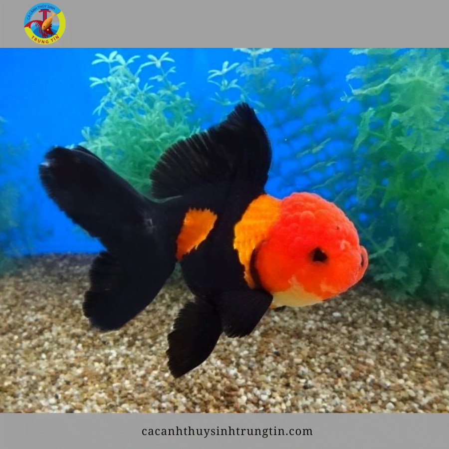 Cá ba đuôi Oranda với búi bướu đặc trưng trên đầu