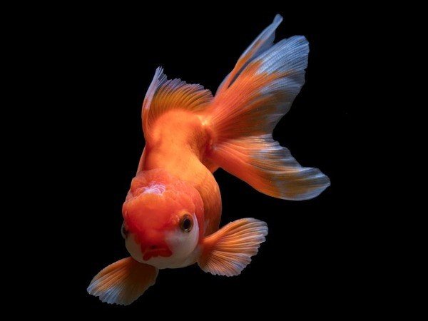 Cá ba đuôi Ranchu đang bơi trong bể kính
