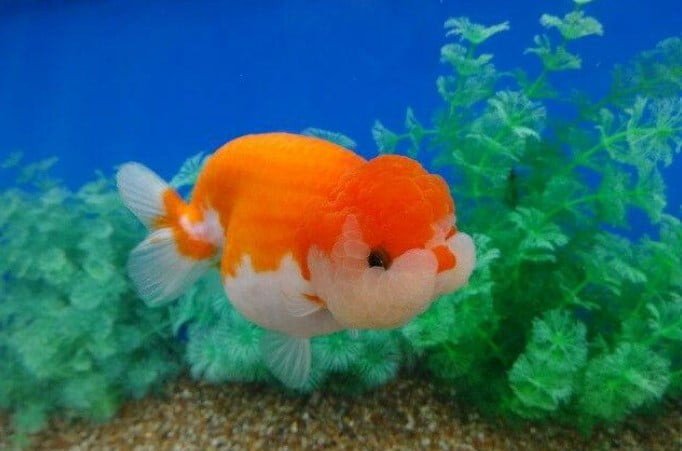 Cá Ba Đuôi Ranchu không vây lưng