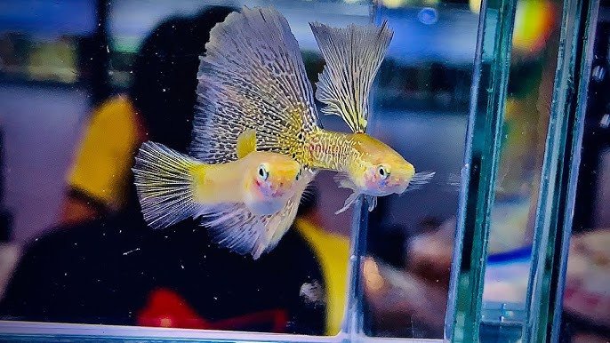 Cá bảy màu 12 triệu bơi trong môi trường thủy sinh được chăm sóc cẩn thận