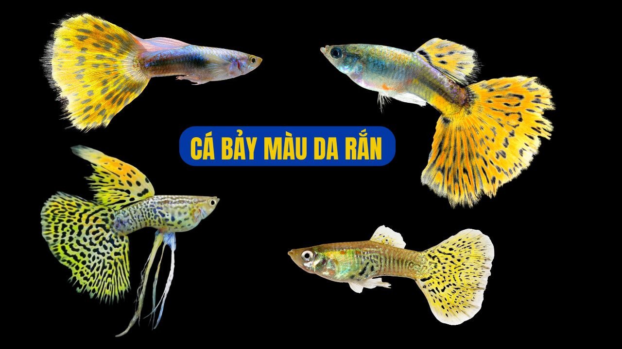 Cá bảy màu Da Rắn với họa tiết vảy rắn độc đáo