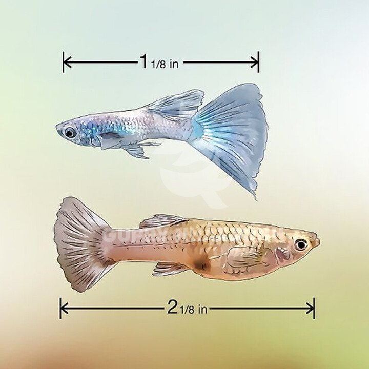 Số Lượng Cá Bảy Màu Bể 40 Lít Đạt Chuẩn và Các Yếu Tố Tối Ưu