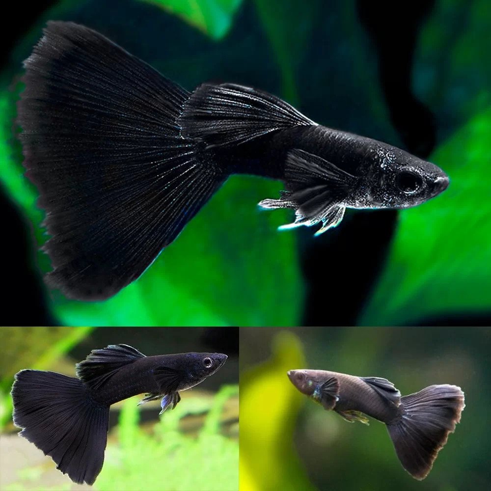 Cá bảy màu Full Black sang trọng và huyền bí