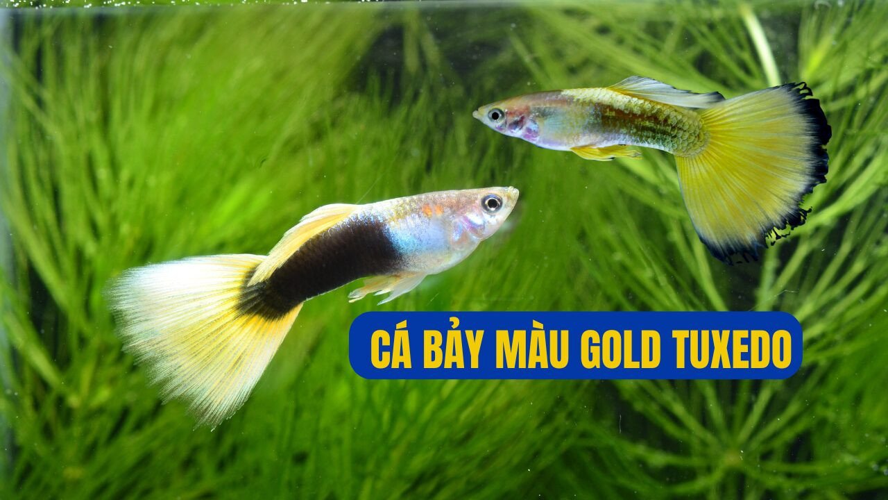 Cá bảy màu Gold Tuxedo với hiệu ứng màu sắc áo vest nổi bật