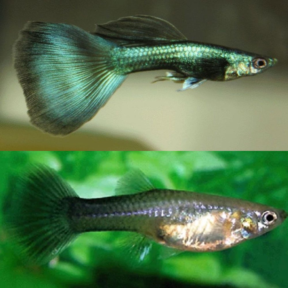 Cá bảy màu Green Moscov