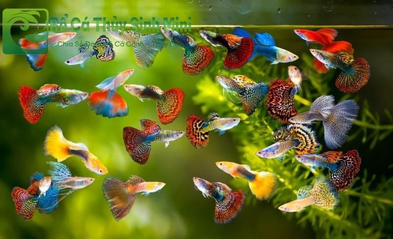 Cá bảy màu Guppy là loại cá cảnh nhỏ dễ nuôi và nhiều màu sắc