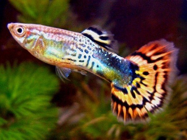 Cá Bảy Màu (Guppy) là loài cá thủy sinh dễ nuôi nhất cho người mới bắt đầu