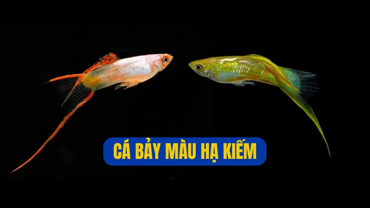 Cá bảy màu Hạ Kiếm với đuôi dài đặc trưng