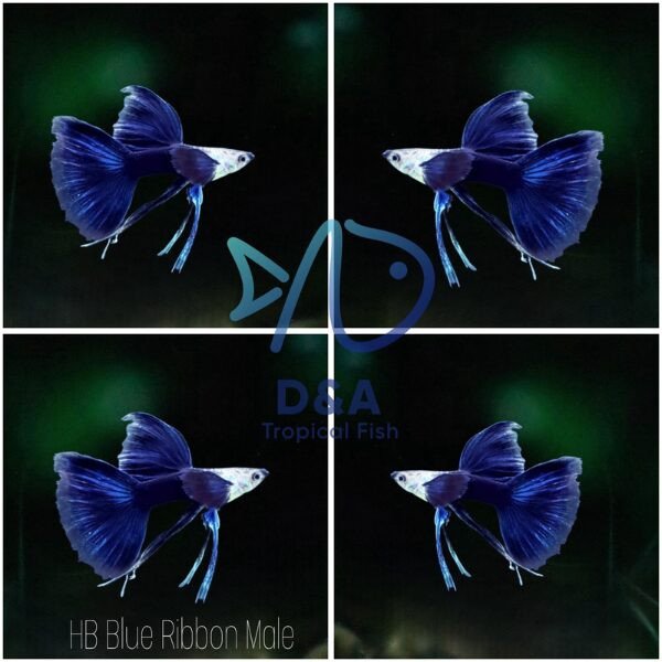 Cá bảy màu HB Blue ánh xanh