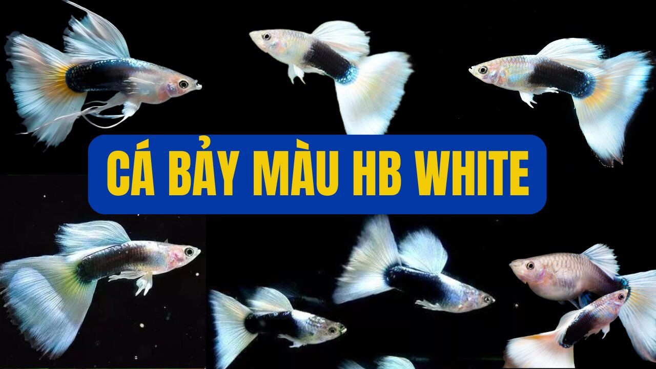 Cá bảy màu HB White đẹp lộng lẫy