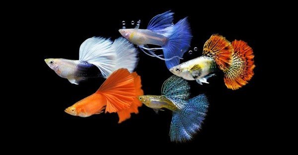 Cá bảy màu là một lựa chọn tuyệt vời để nuôi chung với cá vàng mắt lồi