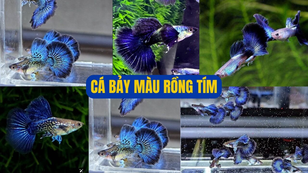 Cá bảy màu Rồng Tím với vảy dày và đuôi to xòe rực rỡ