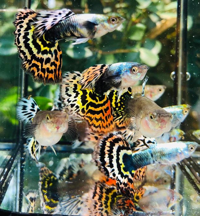 Cá bảy màu Tiger Half Moon với đuôi xòe rộng 180 độ