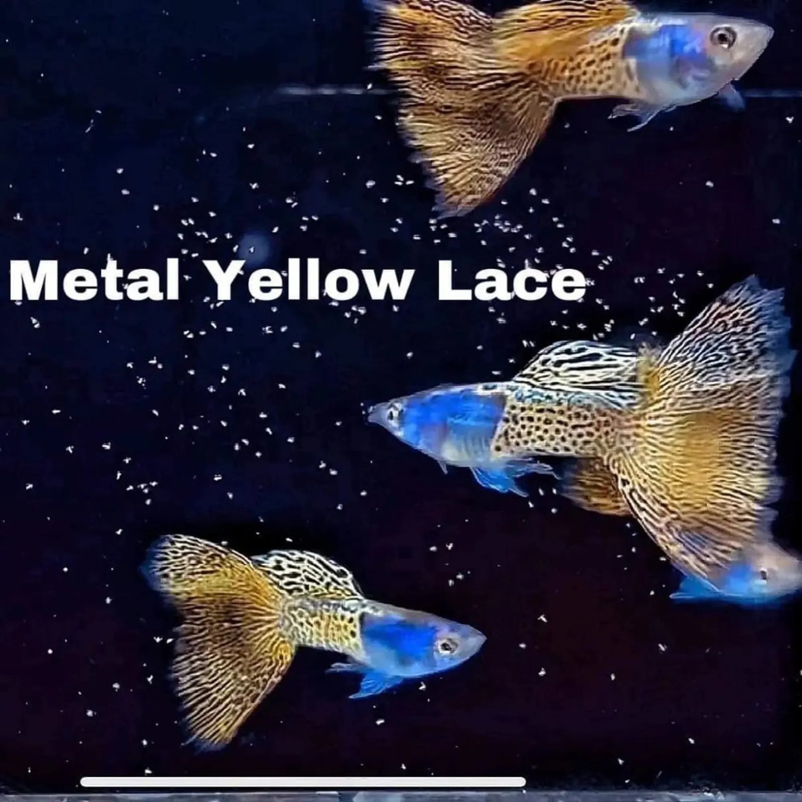Cá bảy màu Yellow Lace ánh kim