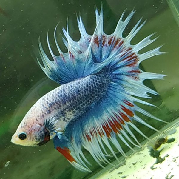 Cá betta đẹp Blue Crowntail Light Mythology