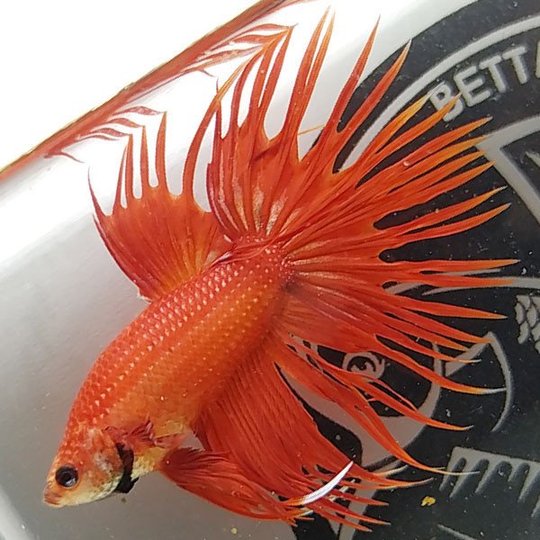 Cá betta đẹp Crowntail Super Red màu tươi hàng hiếm