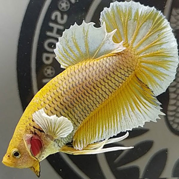 Cá betta đẹp Dumbo Dua Bình Minh rực rỡ