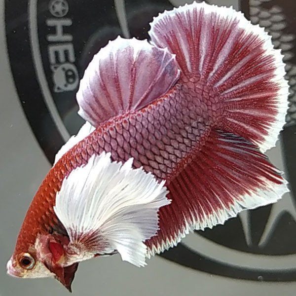 Cá betta đẹp Dumbo Lavender Faunus màu chuẩn