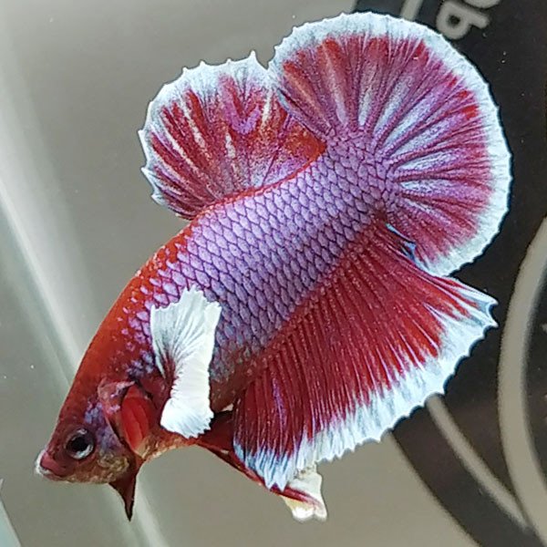 Cá betta đẹp Dumbo Lavender Hoàng Phi Hồng