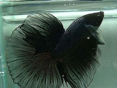 Cá betta đẹp Halfmoon đen