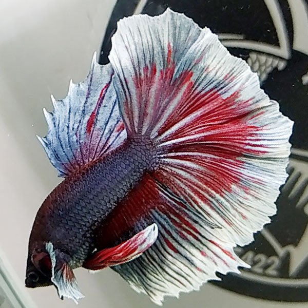 Cá betta đẹp Halfmoon Dumbo Dark Knight chiến thần màu hiếm