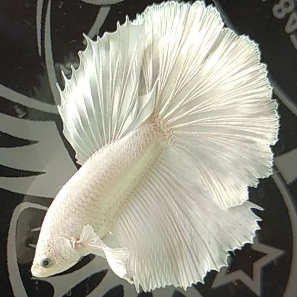 Cá betta đẹp Halfmoon Dumbo White Thiên Thần Tuyết