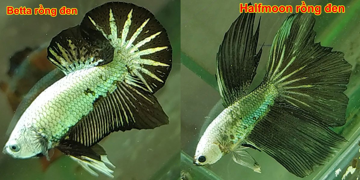 Cá betta đẹp Halfmoon Rồng Đen