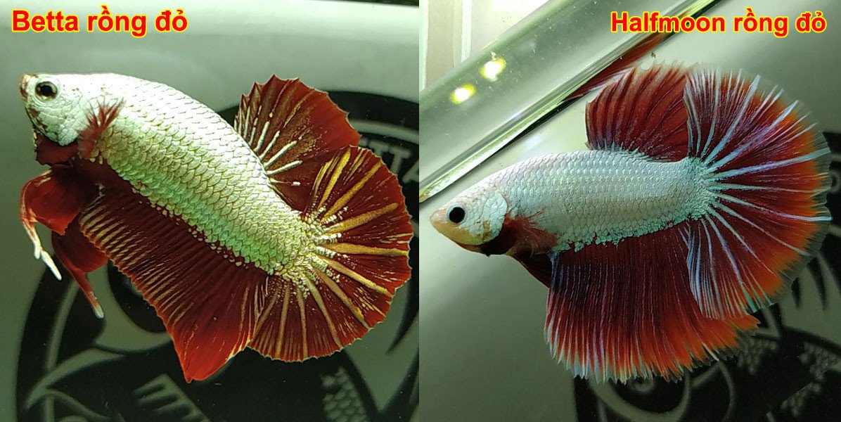 Cá betta đẹp Halfmoon Rồng Đỏ