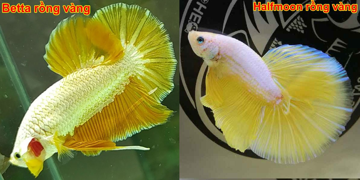 Cá betta đẹp Halfmoon Rồng Vàng óng ánh