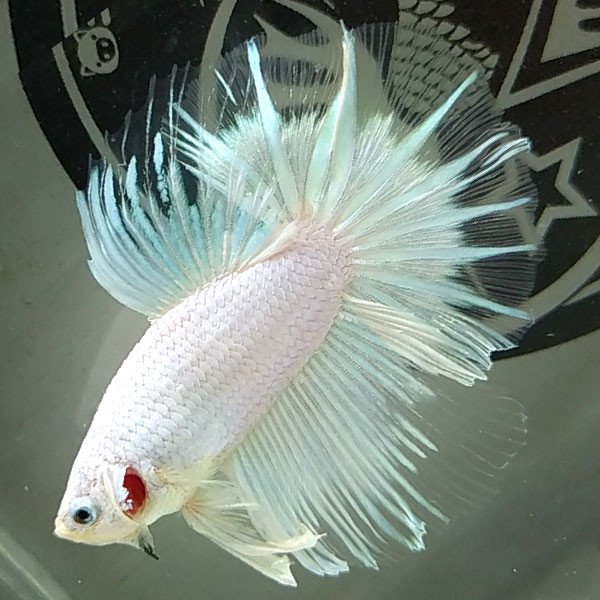 Cá betta đẹp Halfmoon Super White Butterfly Angel