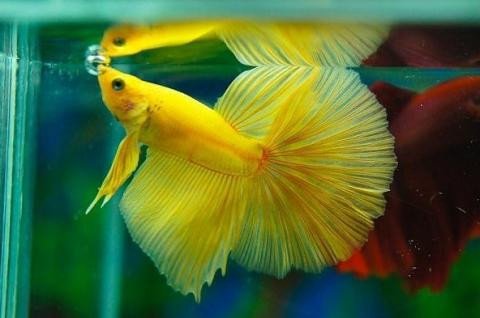 Cá betta đẹp Halfmoon với đuôi xòe rộng 180 độ