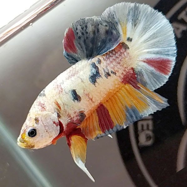 Cá betta đẹp Koi Nemo Candy White form chuẩn đuôi D