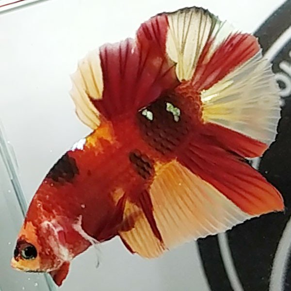 Cá betta đẹp Koi Nemo Classic Style màu chuẩn