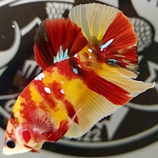 Cá betta đẹp Koi Nemo Classic Style Siêu Betta huyền thoại