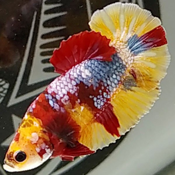 Cá betta đẹp Koi Nemo Copper Siêu Saiyan Kama