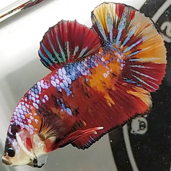 Cá betta đẹp Koi Nemo Galaxy Blue Star Legendary