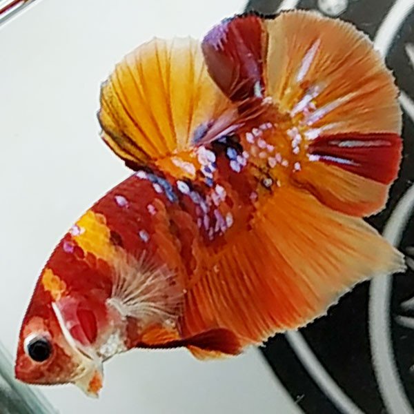 Cá betta đẹp Koi Nemo Galaxy Chiến Binh Mùa Đông