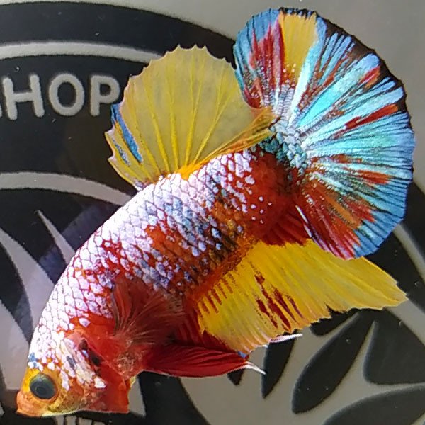 Cá betta đẹp Koi Nemo Galaxy Multicolor màu siêu tươi