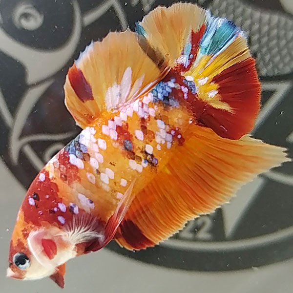 Cá betta đẹp Koi Nemo Galaxy vảy nhuyễn nền vàng
