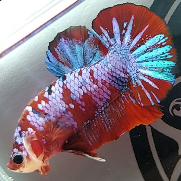 Cá betta đẹp Koi Red Galaxy Aatrox Blue Star
