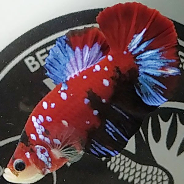 Cá betta đẹp Koi Red Galaxy Howaito màu đậm giống tốt