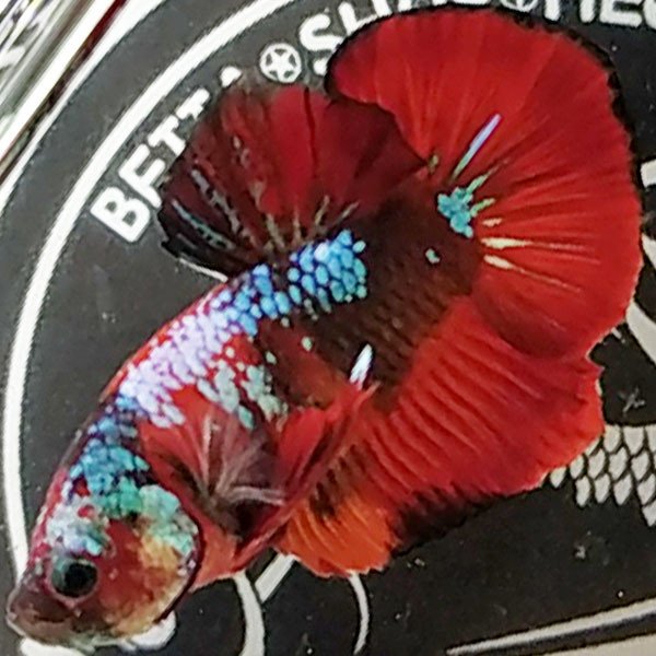 Cá betta đẹp Koi Red Galaxy Reddo Fightersize lớn