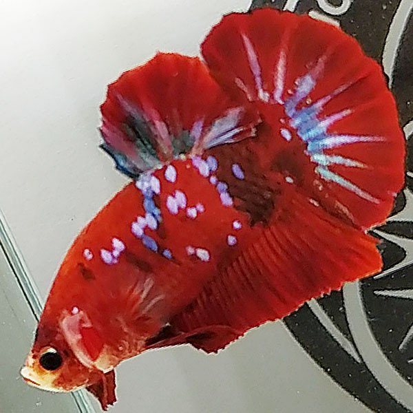 Cá betta đẹp Koi Red Galaxy Tsubaki Japan