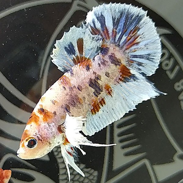 Cá betta đẹp Koi White Hoàng Tử Hy Lạp