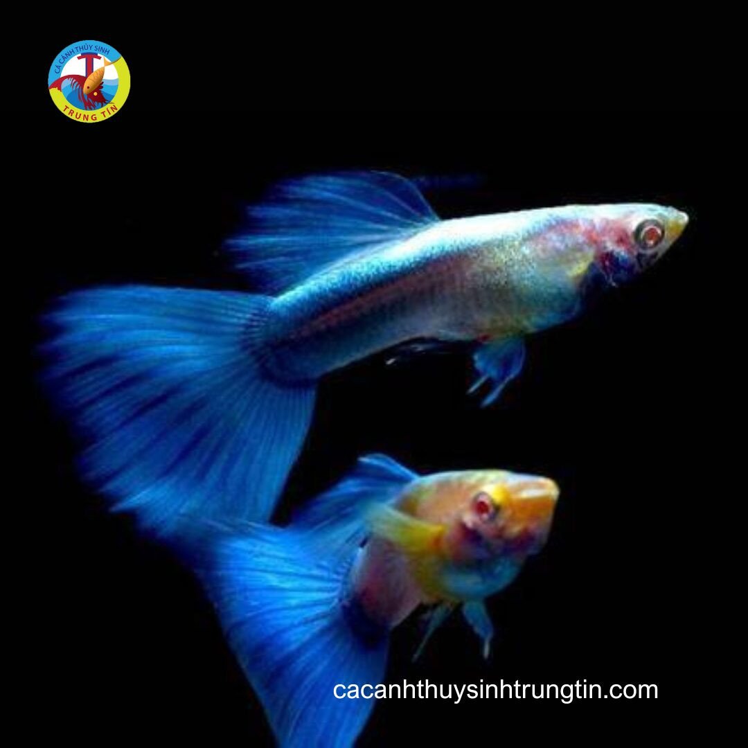Cá Betta nuôi chung: Cá Bảy Màu Blue Topaz