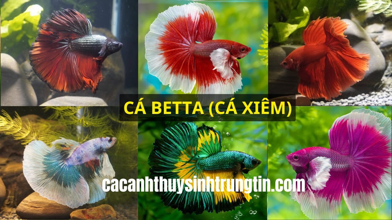 Cá Betta nuôi chung: Cá Chuột Pygmy