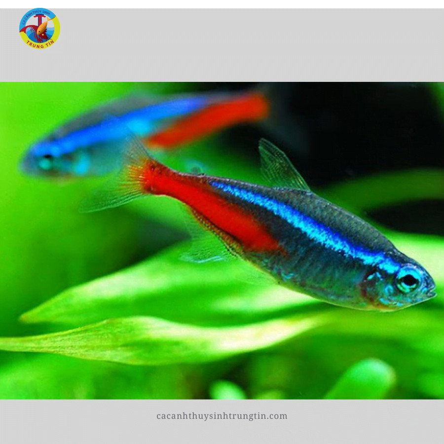 Cá Betta nuôi chung: Cá Neon Tetra
