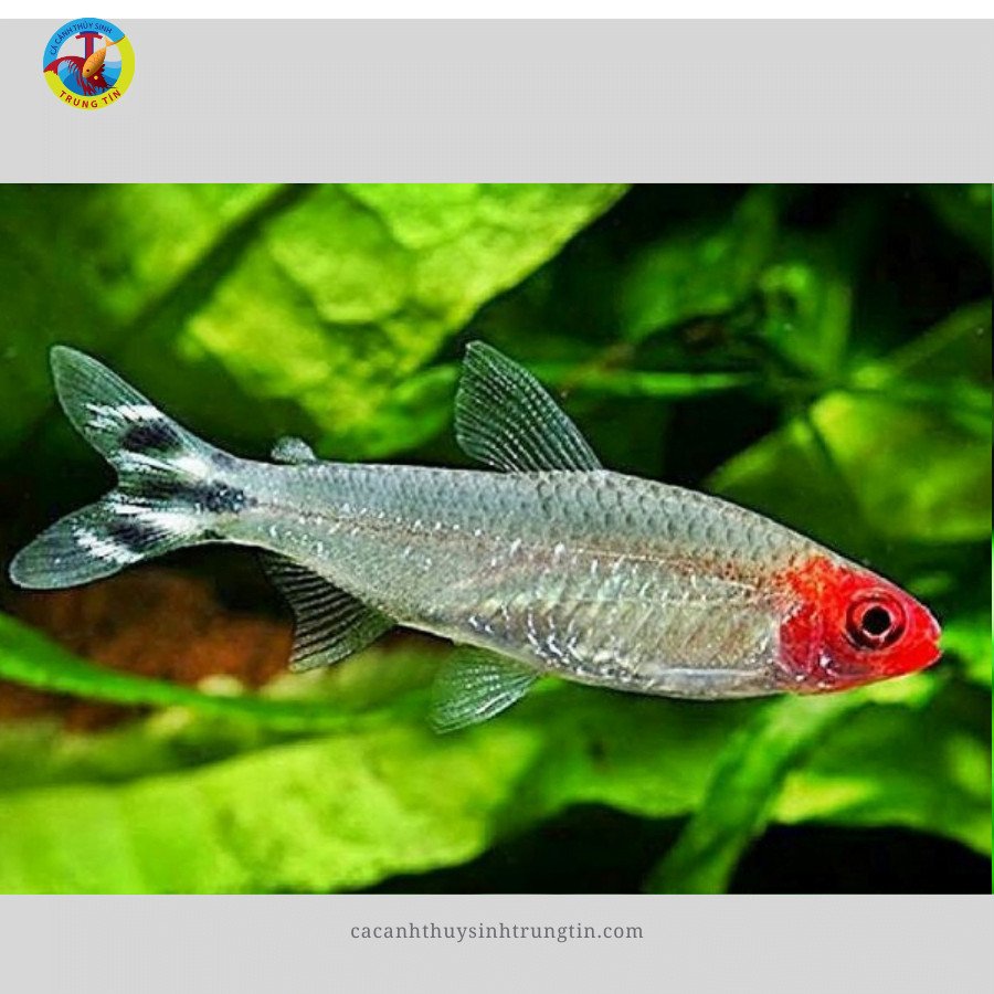 Cá Betta nuôi chung: Cá Sóc Đầu Đỏ