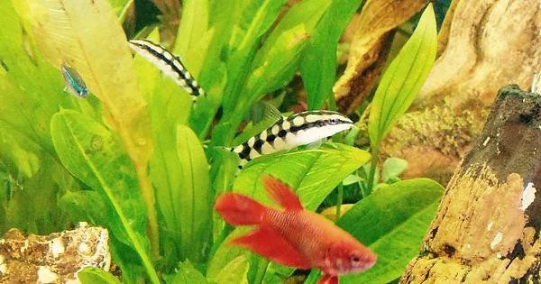 Cá Betta nuôi chung: Chuột Mắt Xích